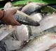 Fish, meat, and vegetable prices skyrocket in Kolkata on eve of Bhai Dooj