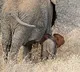 Standing Kodo crop destroyed after death of 10 elephants at Bandhavgarh reserve