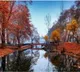Kashmir's golden yellow autumn starts making way for winter