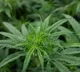 bengaluru couple grows weed as home decor on balcony arrested after facebook post