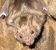 Bloodthirsty bats on the treadmill for our own good why like this