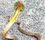 Golden Cobra Catched In Vizag Navy Quarters