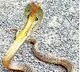 Golden Cobra Catched In Vizag Navy Quarters
