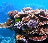 World's largest coral discovered in Pacific Ocean