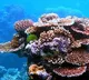 World's largest coral discovered in Pacific Ocean