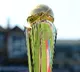 ICC objects PCB set to cinduct Champions Trophy Tour in PoK