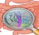 Study explains mechanisms behind food poisoning, gut infections