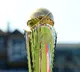 ICC announces 2025 Men’s Champions Trophy tour to begin in Islamabad