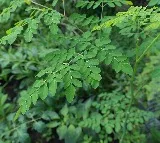 health benefits of eating fresh moringa leaves