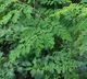 health benefits of eating fresh moringa leaves