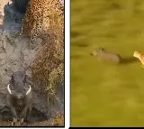 WildBoar and Leopard race Viral video