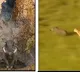 WildBoar and Leopard race Viral video