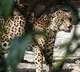 Hunters killed leopard and cooked and ate in Odisha