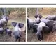 This is elephant level security here is the viral video