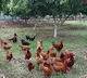 India’s ban on antibiotics in animal food products to help curb AMR: Report