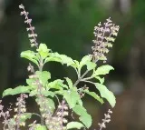 Do you know what happens if you eat a few tulasi leaves every morning