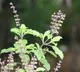 Do you know what happens if you eat a few tulasi leaves every morning