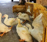Japan's Saitama reports first bird flu outbreak this season