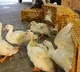 Japan's Saitama reports first bird flu outbreak this season
