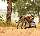 India’s tiger population rises to 3,682, doubles since 2006