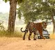 India’s tiger population rises to 3,682, doubles since 2006