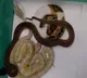 Passengers in Shamshabad Airport Caught with Snakes