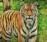 Royal Bengal tiger dies at Tirupati Zoo