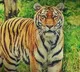 Royal Bengal tiger dies at Tirupati Zoo