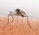 New vaccine offers high protection against malaria