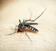 Delhi sees 1st Japanese Encephalitis case in 13 years: Know all about viral brain infection