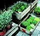 mosquito repellent plants to keep at home