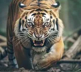 Woman killed in tiger attack in Telangana's Asifabad district