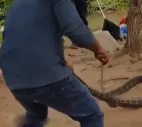 Mountain Snake Moves in Anakapalle