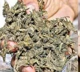 Ganja In Police Conistable House