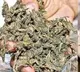 Ganja In Police Conistable House