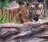 Tiger Attack On Farmer In Asifabad District In Telangana