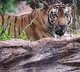 Tiger Attack On Farmer In Asifabad District In Telangana