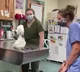 nurses dance with Cockatoo viral video here it is