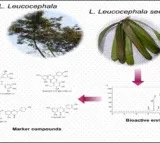 Medicinal plant Subabul may aid in diabetes control: IASST study