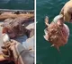 When try to feed fish it grabbed hand Dangerous fish viral video