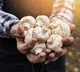 Researchers says eating 5 mushrooms a day will reduce heart desceases and cancer risk