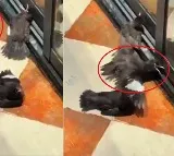 birds started pretending to be injured for food viral video