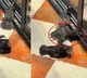 birds started pretending to be injured for food viral video