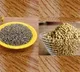 jeera water or coriander seeds water which is better for weight loss
