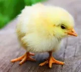 Chhattisgarh Man Died After Swallowed the Surviving Chick