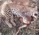 Leopard dies after falling in a trap in Andhra Pradesh