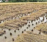 Heavy Rains Submerge Farmlands in North Andhra, Farmers Devastated