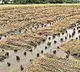Heavy Rains Submerge Farmlands in North Andhra, Farmers Devastated