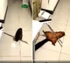Squirrel knocks broom down then pretends to be a victim