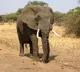 Elephants Really Scared Of Mice